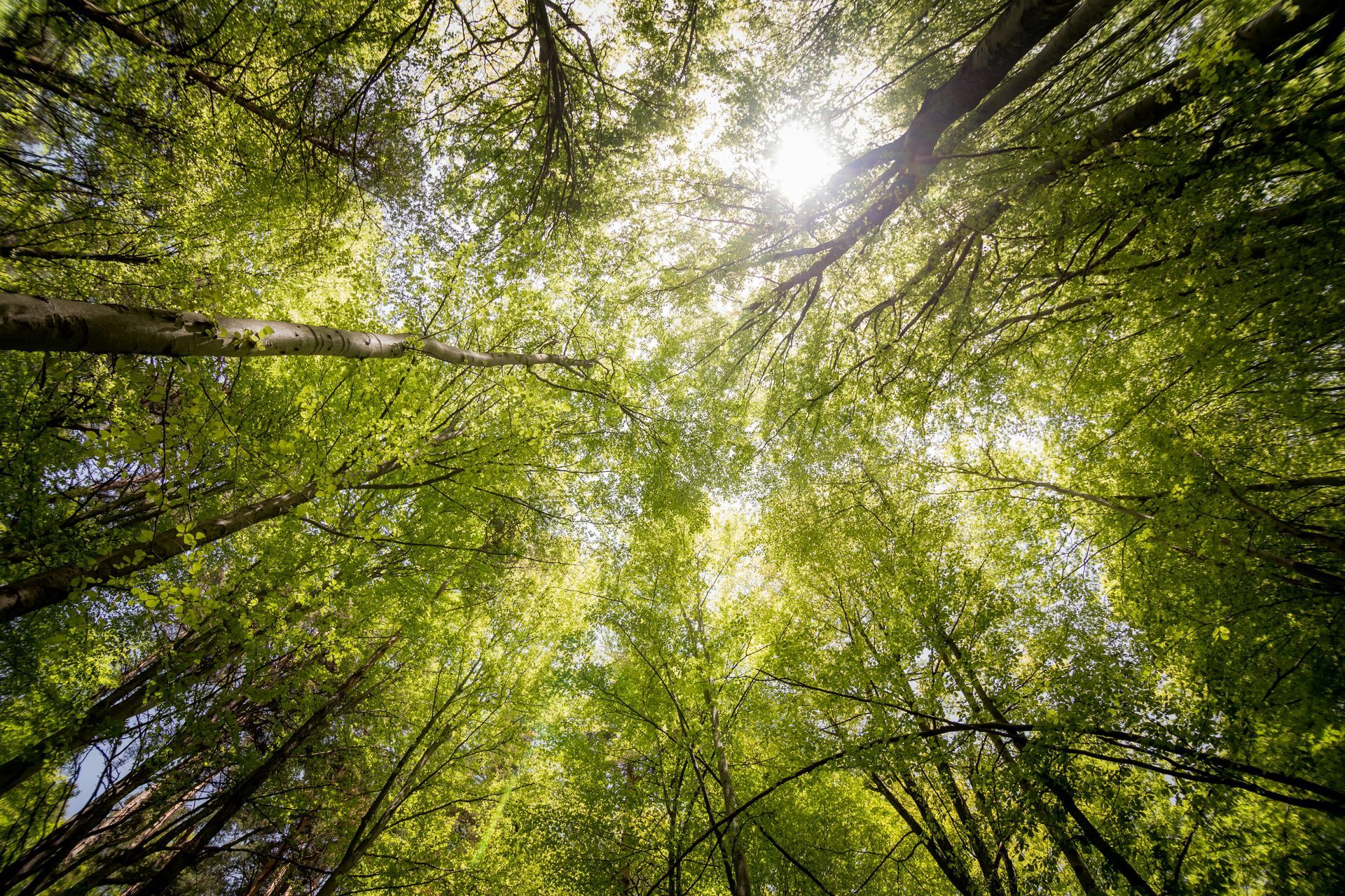 Der Blick geht in den Himmel, der von Baumkronen versperrt wird. Es scheint die Sonne, die Blätter erscheinen in vielen Farben, was für den Herbst spricht.