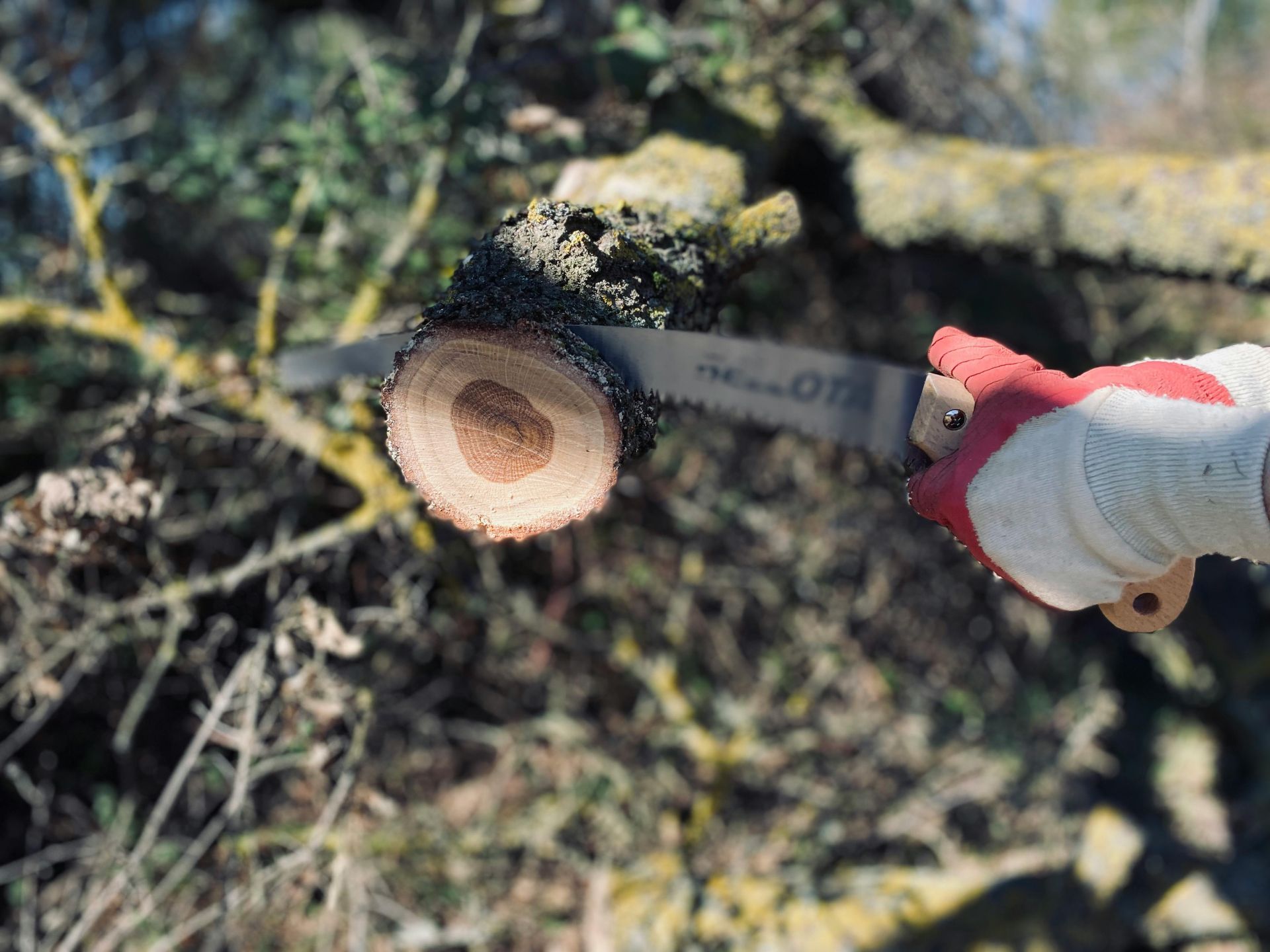 tree cutting