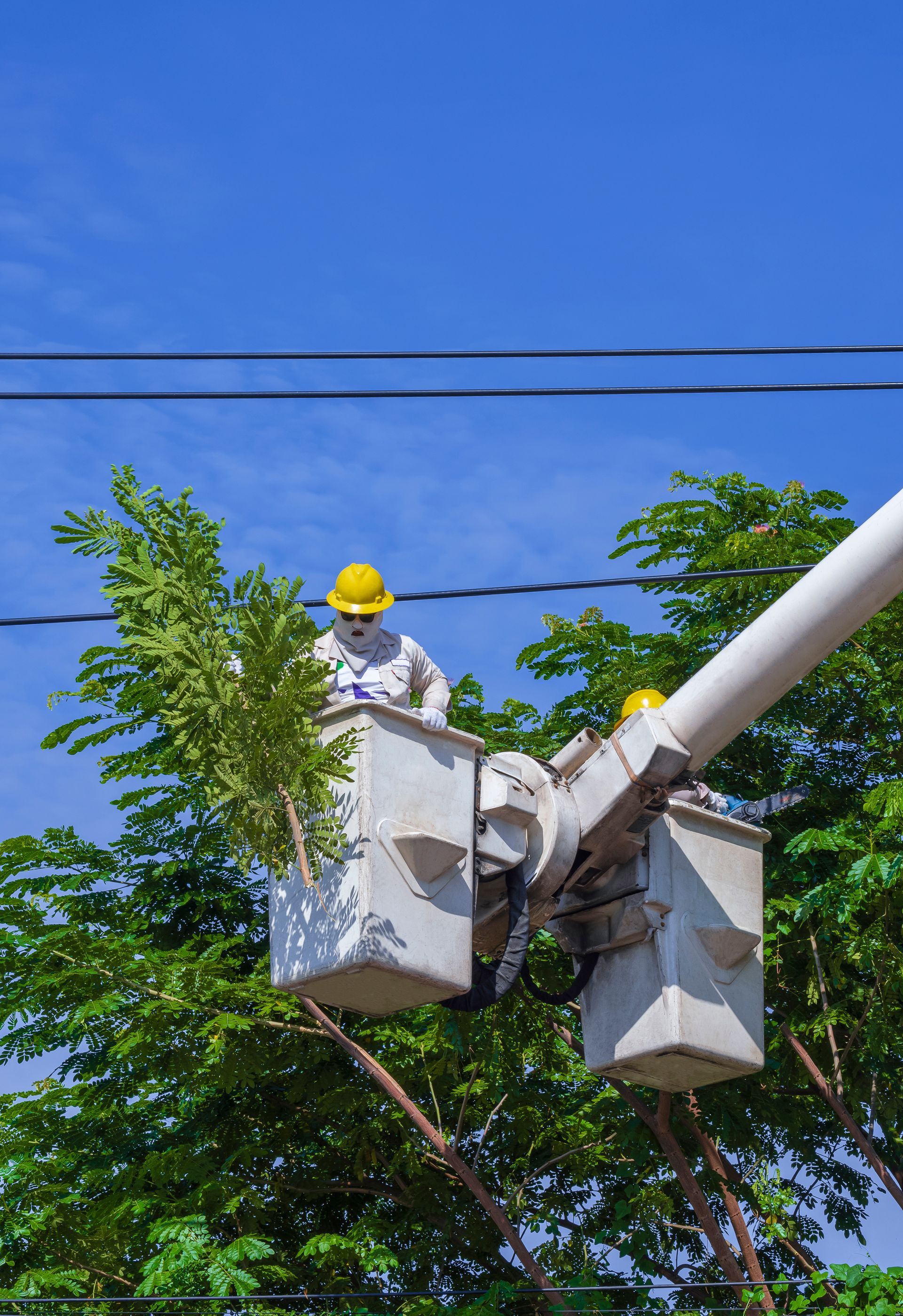 Tree Trimming & Removal