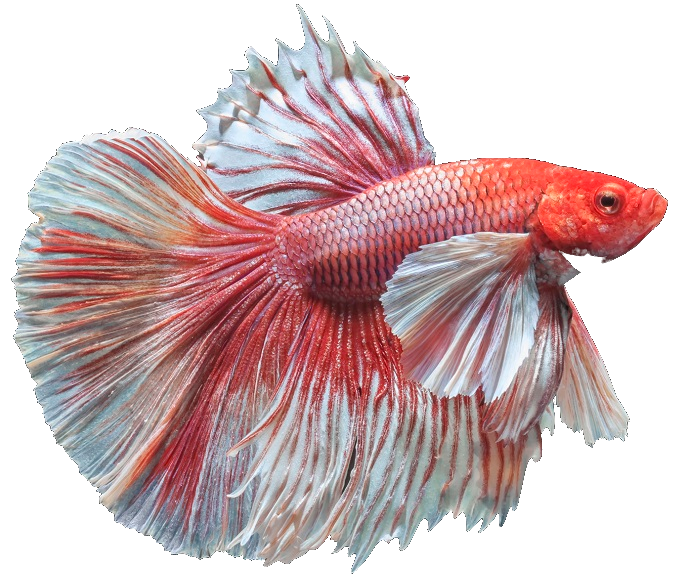 Lionhead Goldfish - Richmond, TX - Limitless Aquatics