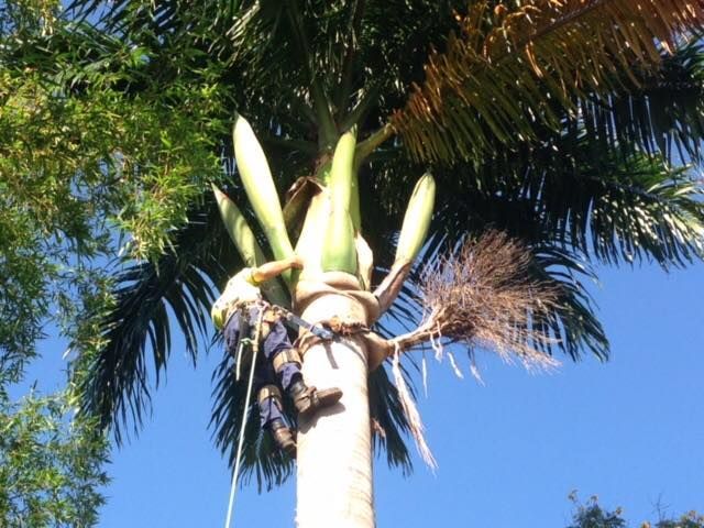 A Man Is Climbing Up A Palm Tree With A Blue Sky In The Background — Tree Arrangements in Stratford, QLD