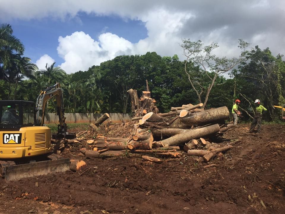A Cat Excavator Is Moving A Pile Of Logs In A Field — Tree Arrangements in Stratford, QLD