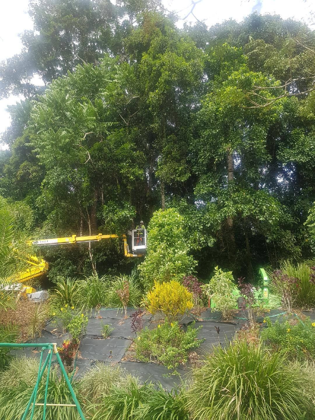 A Crane Is Cutting A Tree In A Garden — Tree Arrangements in Stratford, QLD