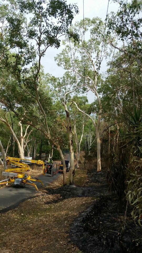 A Yellow Crane Is Cutting Down Trees In A Forest — Tree Arrangements in Stratford, QLD
