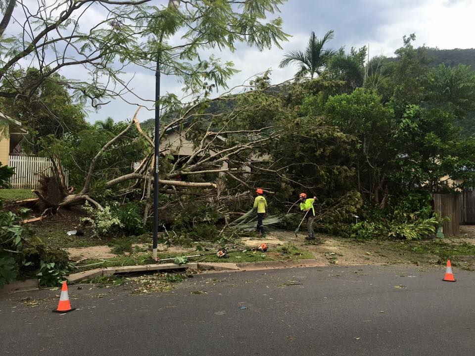 A Tree That Has Fallen On The Side Of The Road — Tree Arrangements in Stratford, QLD