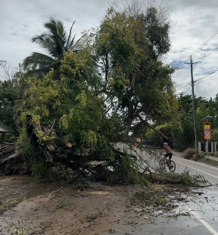 A Person Is Riding A Bike Down A Road Next To A Fallen Tree — Tree Arrangements in Stratford, QLD