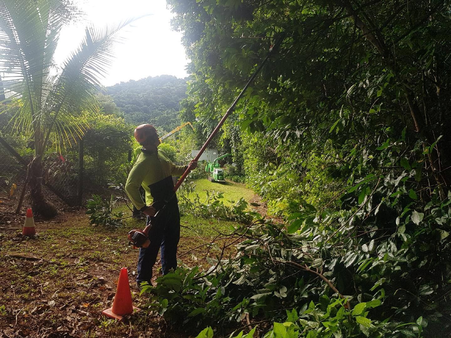 A Man Is Cutting A Tree With A Brush Cutter In The Woods — Tree Arrangements in Stratford, QLD