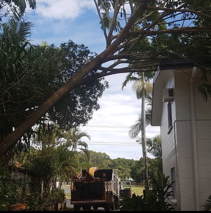 A Large Tree Is Being Lifted By A Crane In A Field — Tree Arrangements in Stratford, QLD