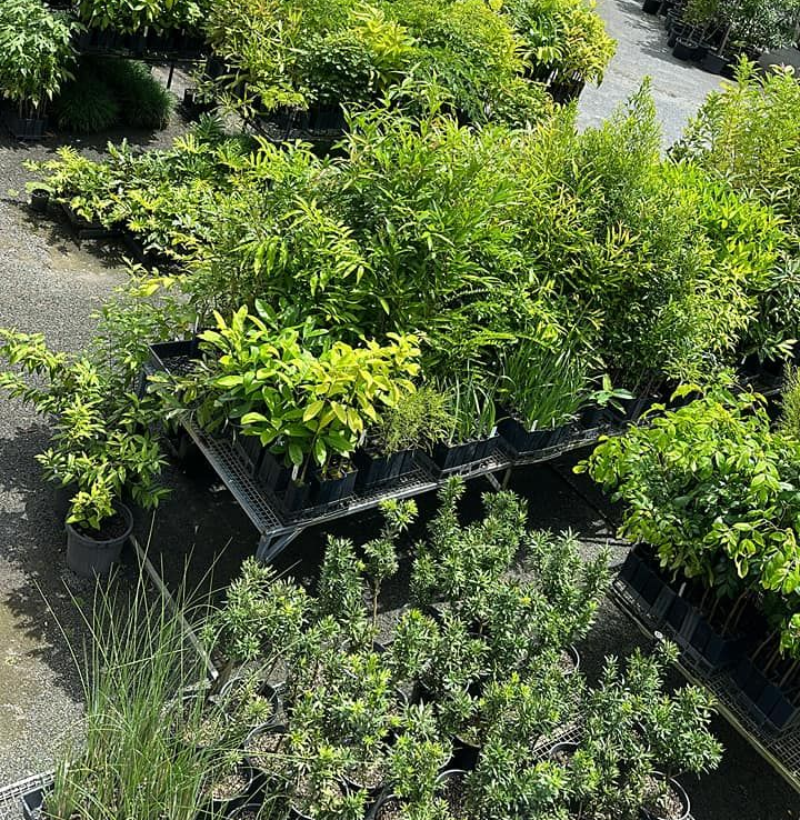 A Bunch Of Potted Plants Are Sitting On The Ground In Front Of A Wooden Fence — Tree Arrangements in Stratford, QLD