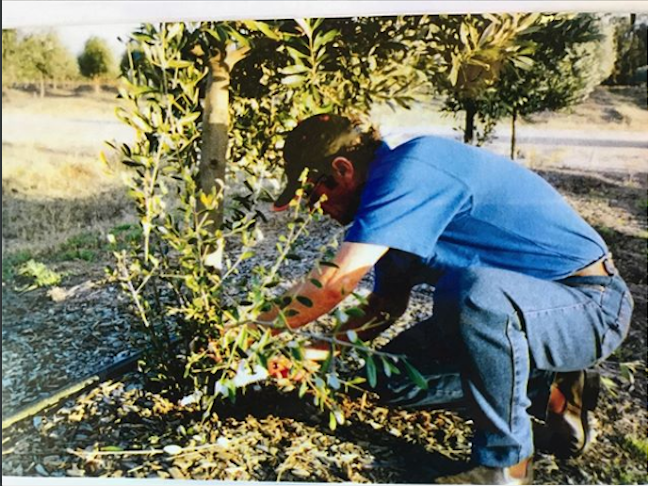 A Man In A Blue Shirt Is Kneeling Down In Front Of A Tree — Tree Arrangements in Stratford, QLD