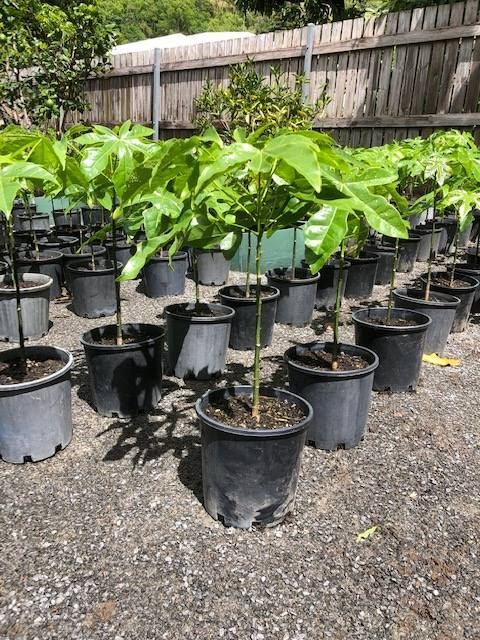 A Bunch Of Potted Plants Are Sitting On The Ground — Tree Arrangements in Stratford, QLD
