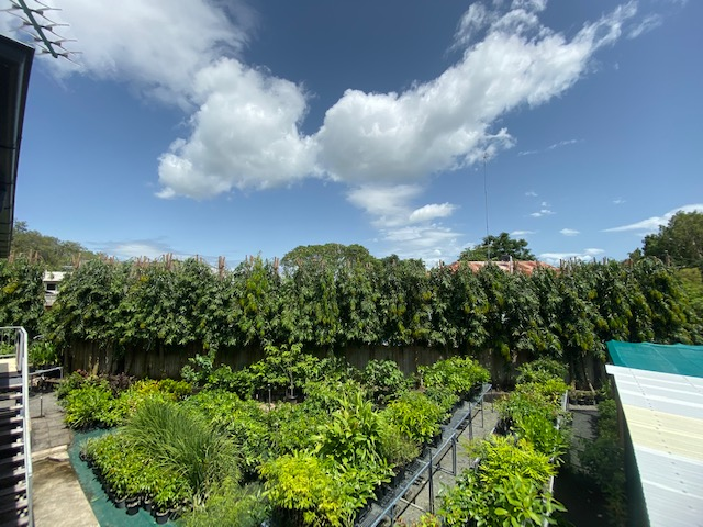 A Row Of Potted Plants Against A Blue Sky With Clouds — Tree Arrangements in Stratford, QLD