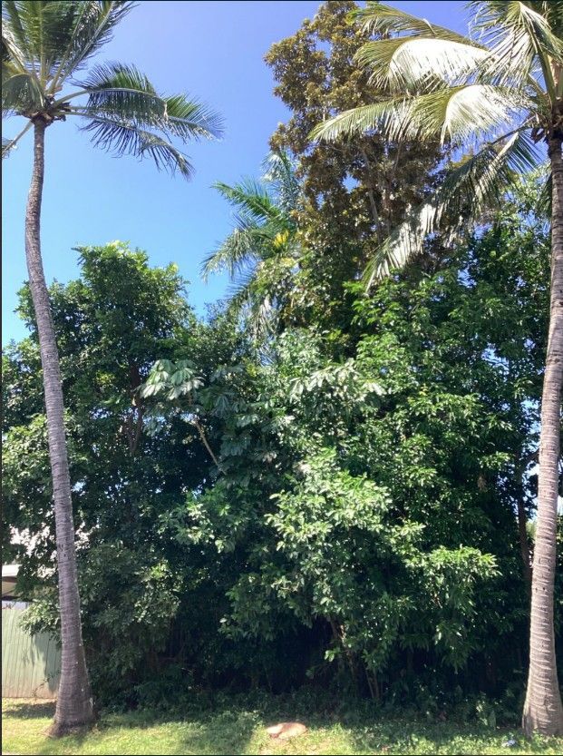 Palm trees frame a lush green tropical landscape against a blue sky — Tree Arrangements in Stratford, QLD