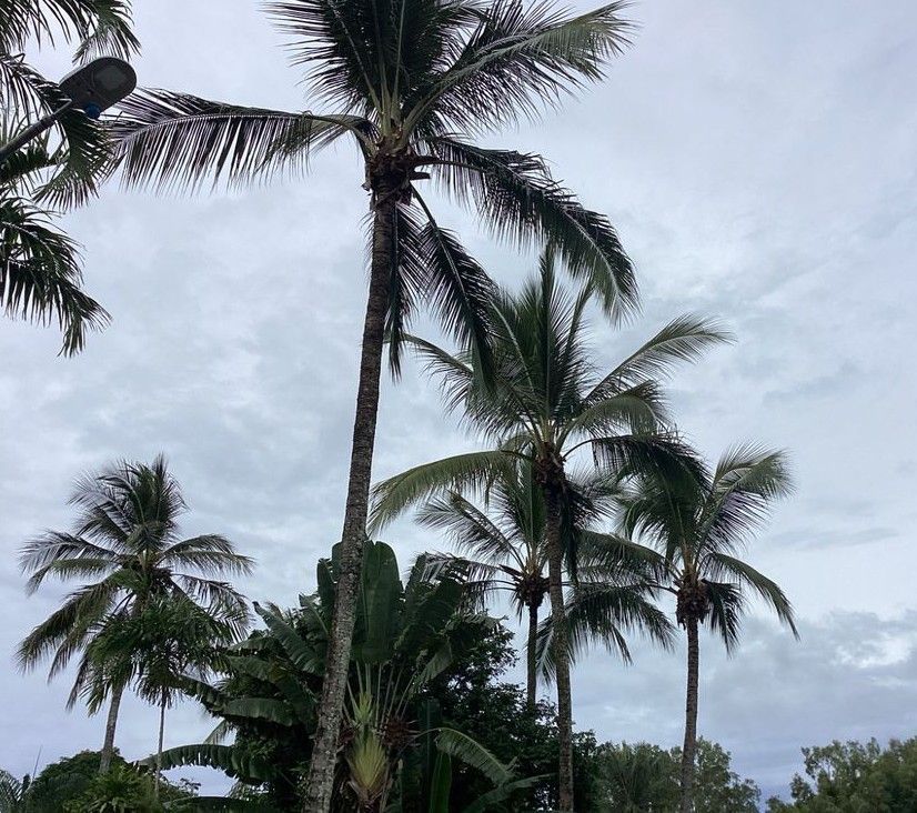 A Row of Palm Trees Against a Cloudy Sky — Tree Arrangements In Stratford, QLD