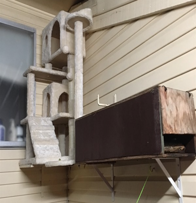 A Cat Tree Is Attached To The Side Of A House — Tree Arrangements in Stratford, QLD