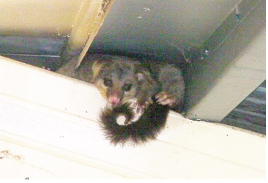 A Squirrel Is Eating A Mouse From The Ceiling Of A Building — Tree Arrangements in Stratford, QLD