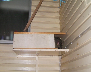 A Cat Is Sitting In A Box On A Shelf In A Room — Tree Arrangements in Stratford, QLD