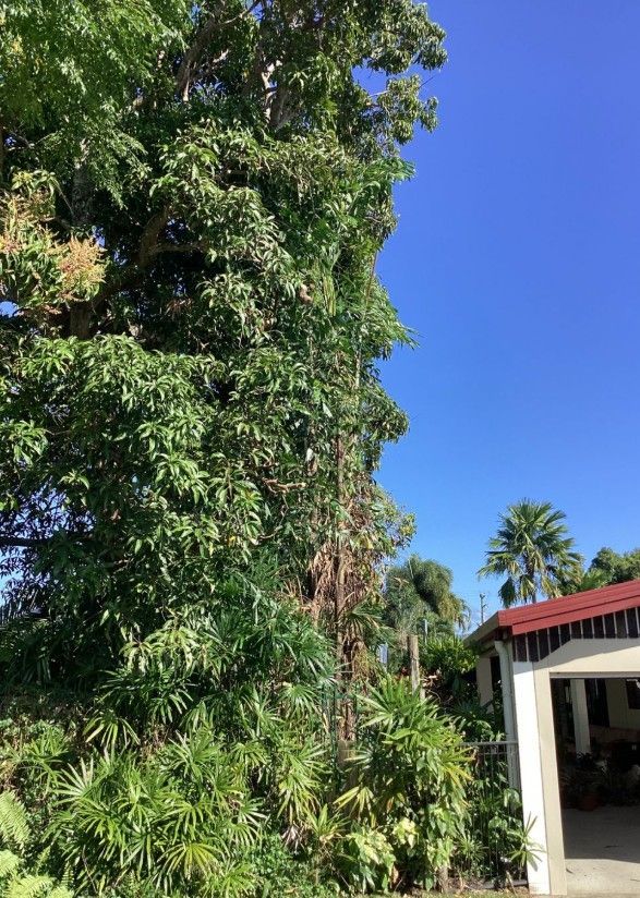 Large green tree next to a white and red building under a bright blue sky — Tree Arrangements in Stratford, QLD 