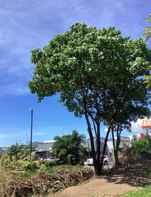A Tree With Lots of Leaves is in Front of a Mcdonald's — Tree Arrangements In Stratford, QLD