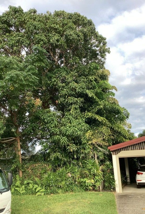 Large green tree next to a house and car on a cloudy day — Tree Arrangements in Stratford, QLD 