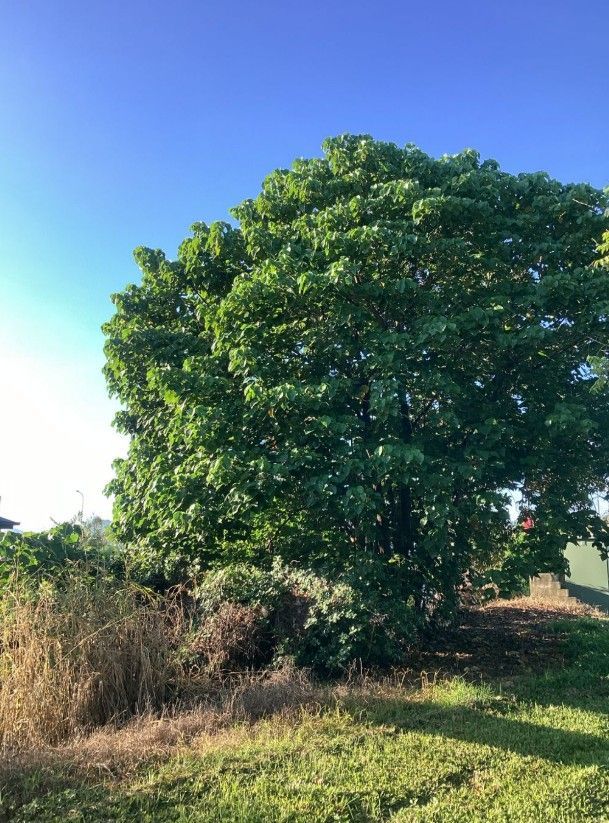 A Large Tree in a Field With a Blue Sky in the Background — Tree Arrangements In Stratford, QLD