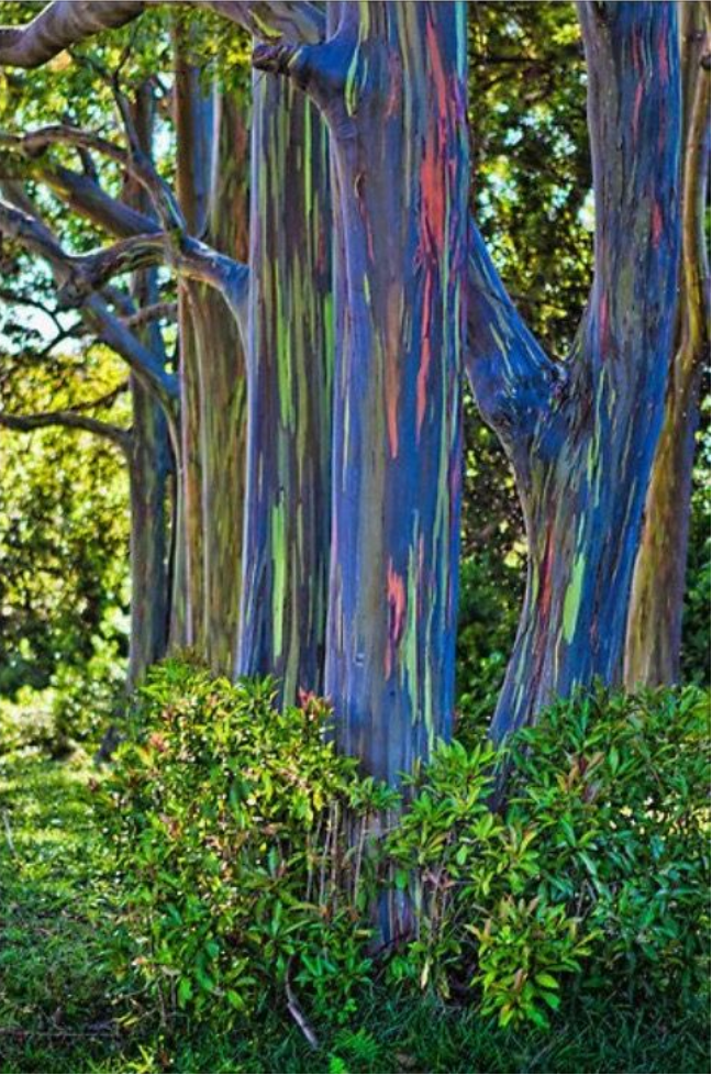 A Row Of Rainbow Eucalyptus Trees In A Forest — Tree Arrangements in Stratford, QLD