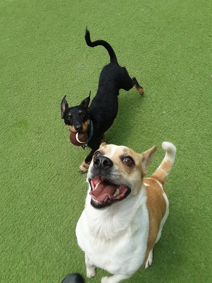 Two small dogs on green turf, one black and one tan-and-white, looking up with open mouths.