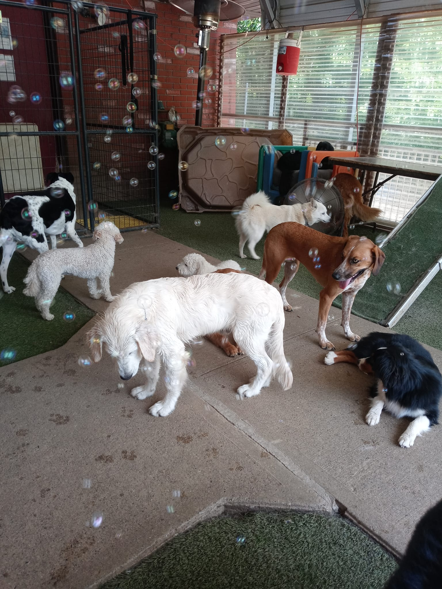 Several dogs of different colors sniff and stand around in an indoor kennel area