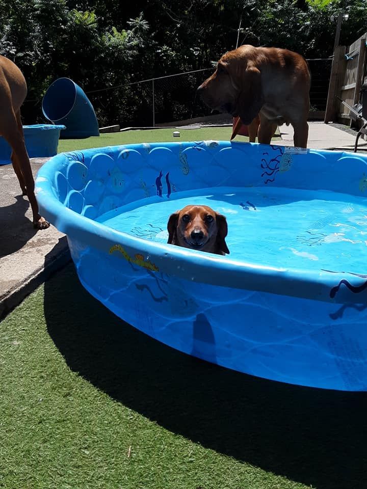 Dog peeking out of a blue kiddie pool on a sunny backyard lawn, with another dog standing nearby