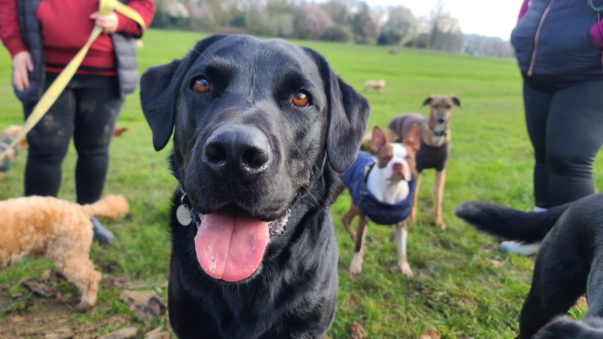Black dog with tongue out in a grassy park, with several other dogs and people in the background