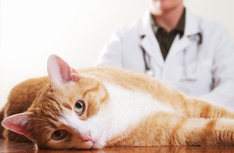 Cat health