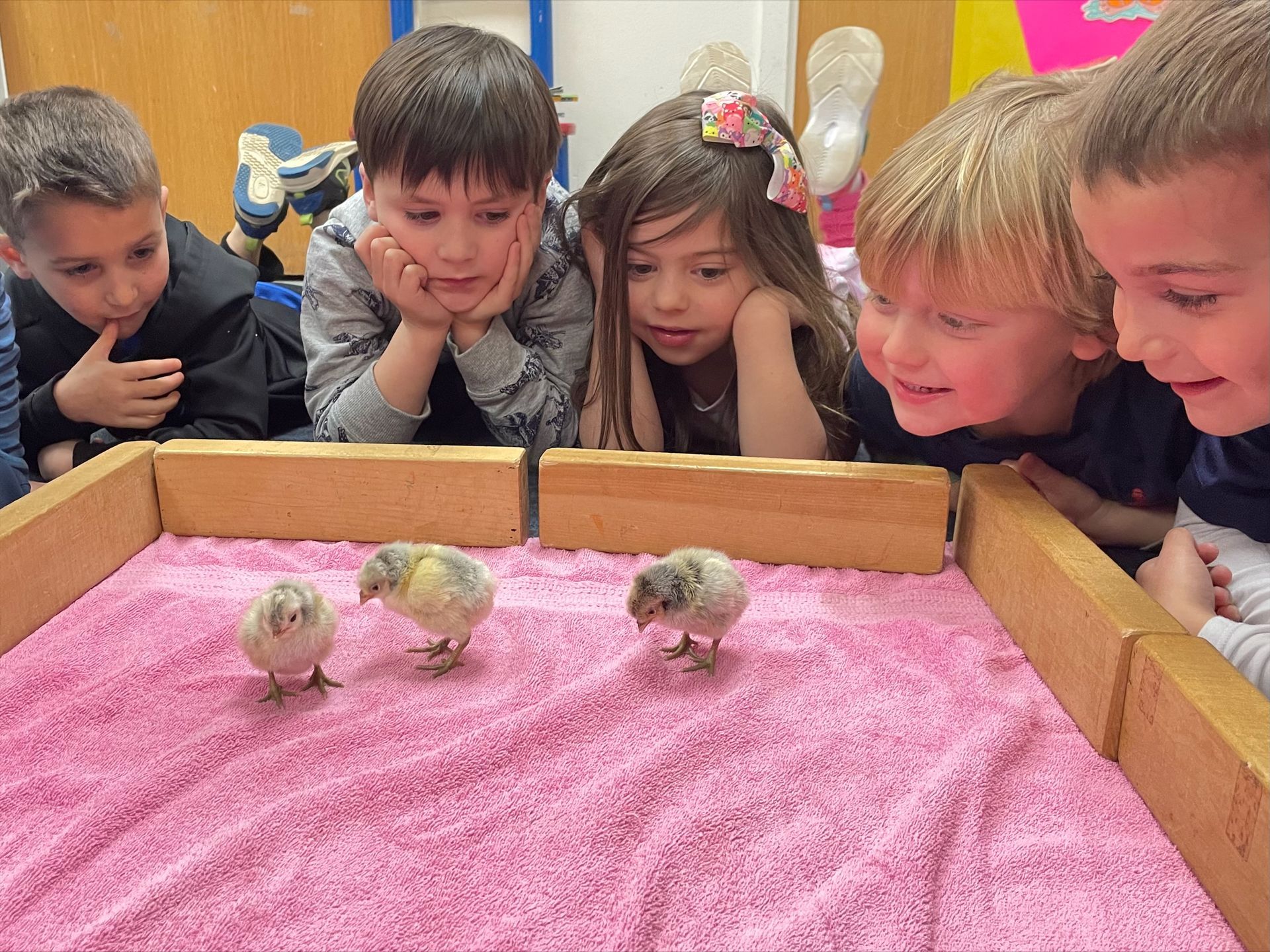 PreK and the New Chicks