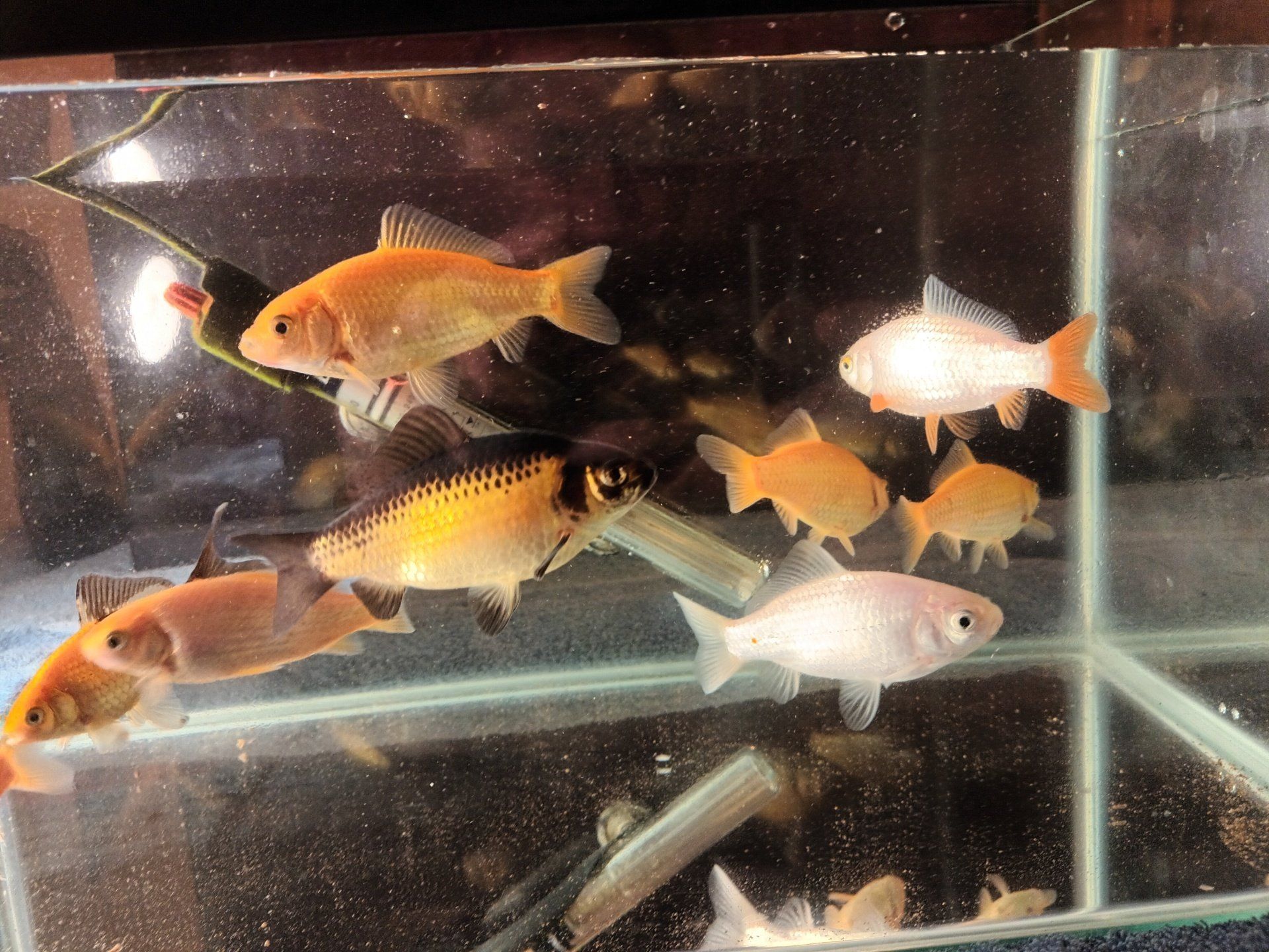 Pond Goldfish 3-4 Inch