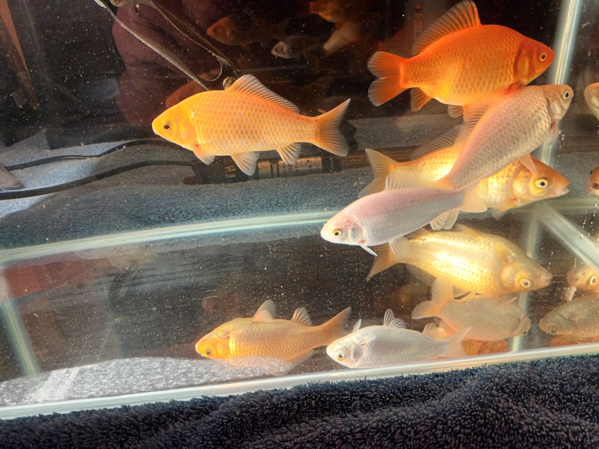 Pond Goldfish 4-5 Inch