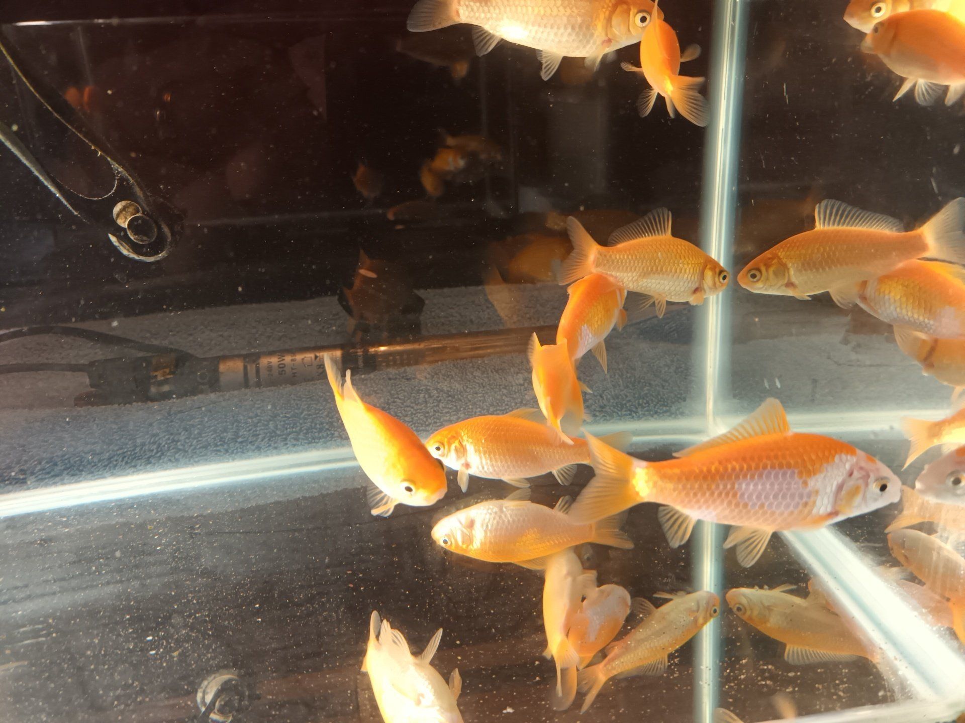 Pond or Aquarium Goldfish 1-2 inch