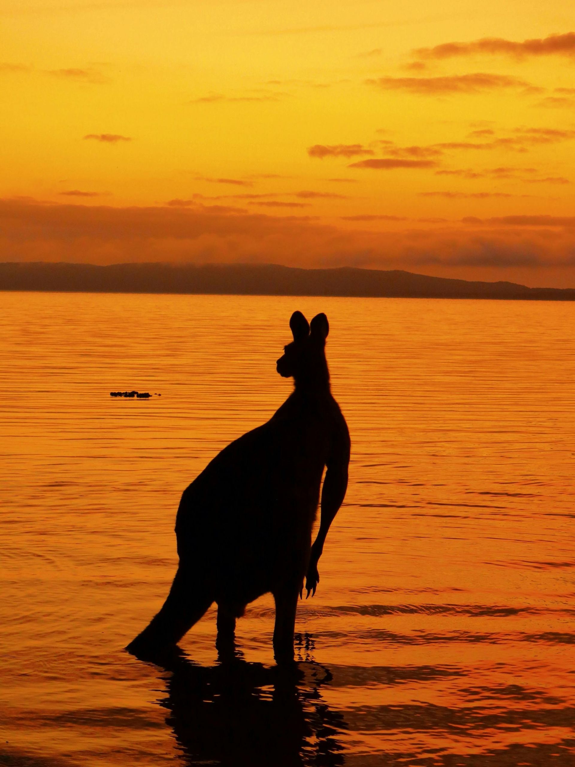 Silhouette of a kangaroo standing in water against a vibrant orange sunset over a body of water.