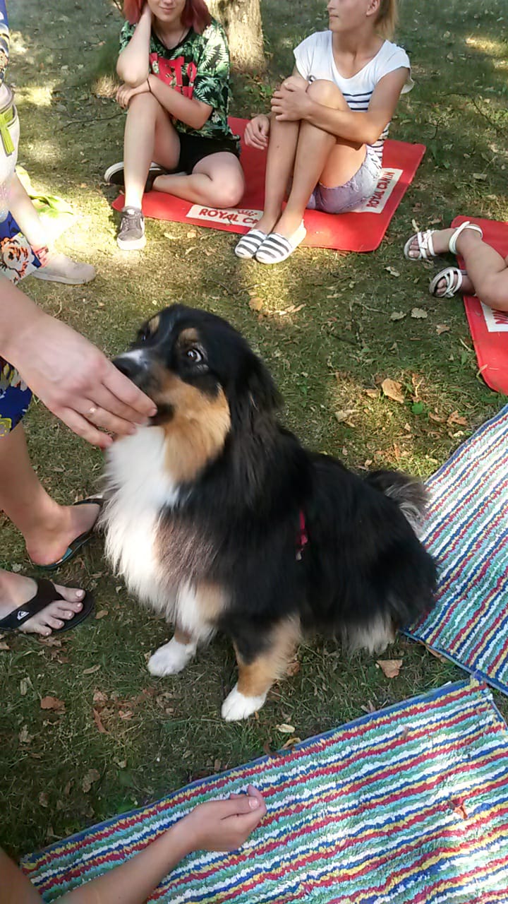 Kanisterapija, valsts finansētos pakalpojumus, pakalpojumi, nodarbības