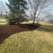 There is a tree in the middle of a grassy field.