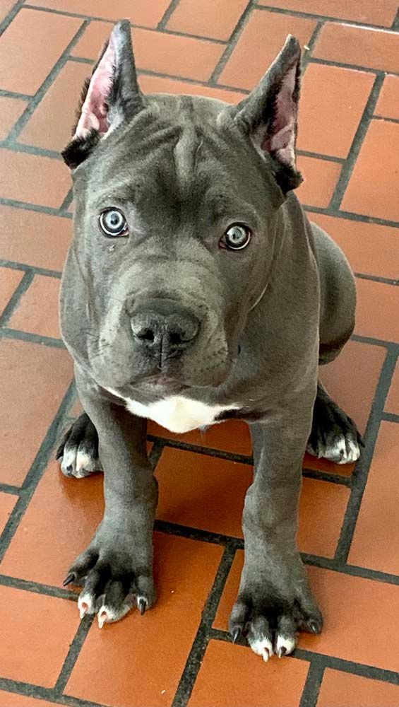Gray dog with blue eyes and white chest sitting on a brick floor, looking up.
