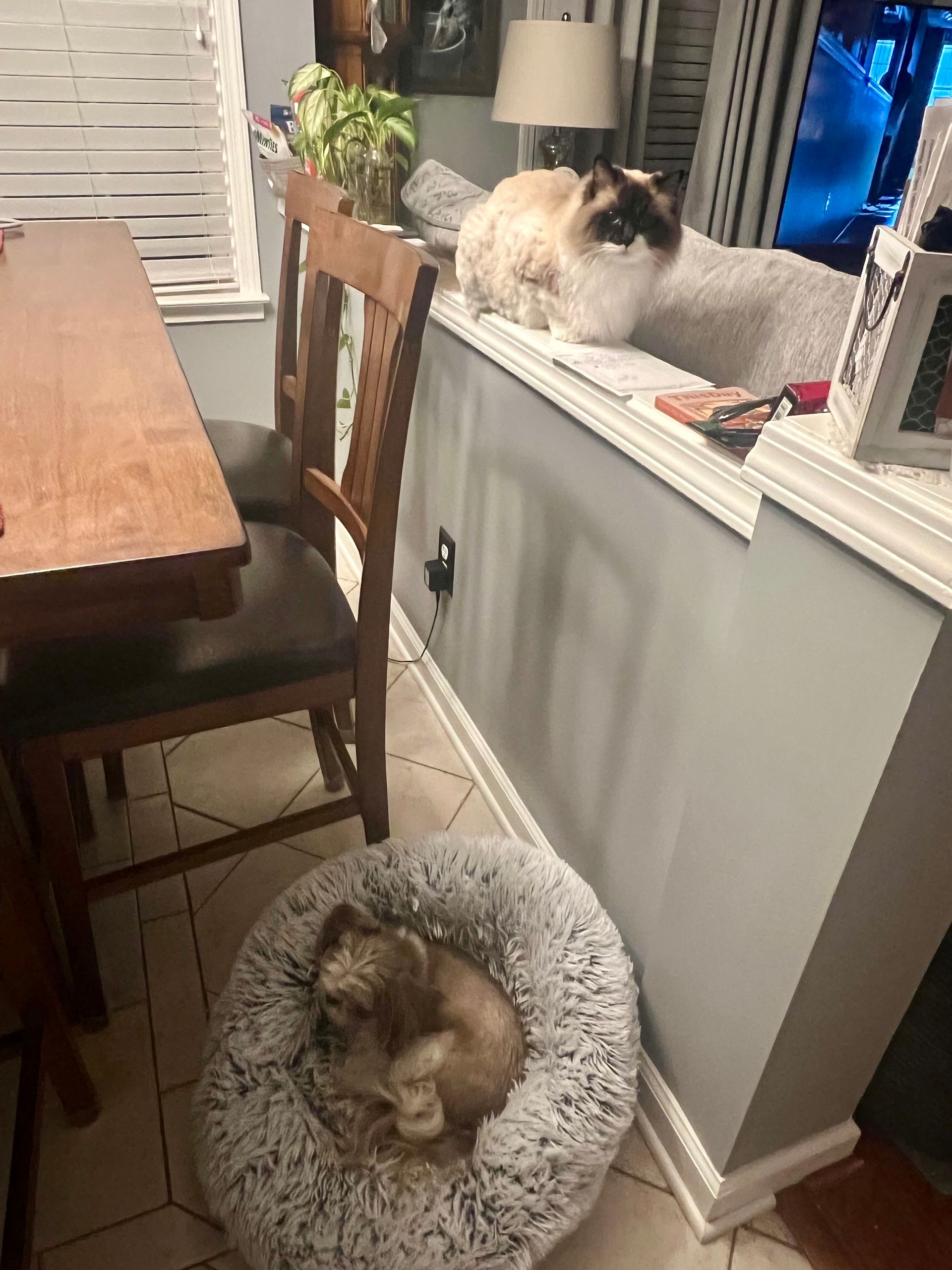 Dog in bed, cat on windowsill, and a dining table in a room.