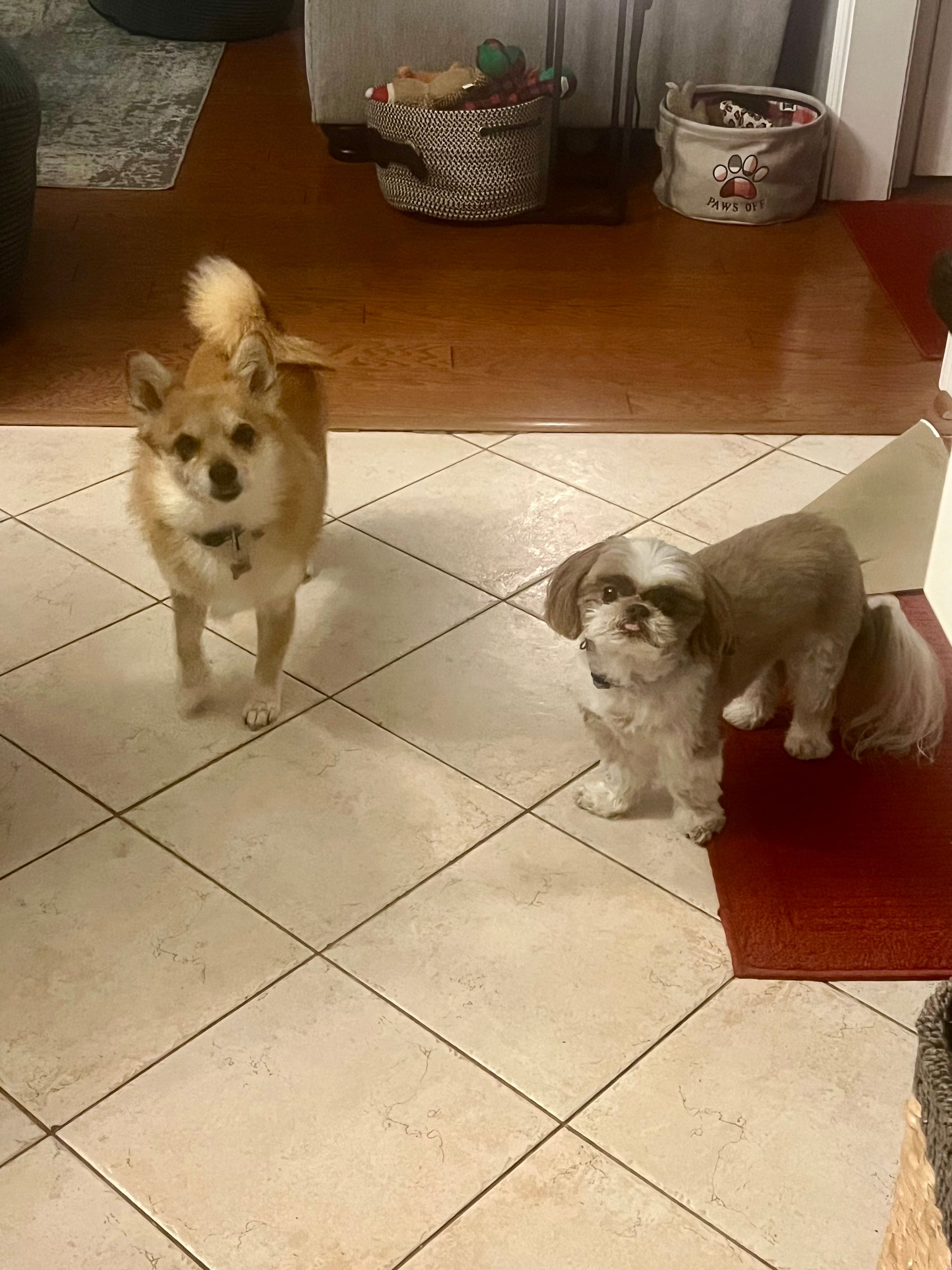 Two dogs, one tan and one white/brown, stand on a tiled floor, looking at the camera.