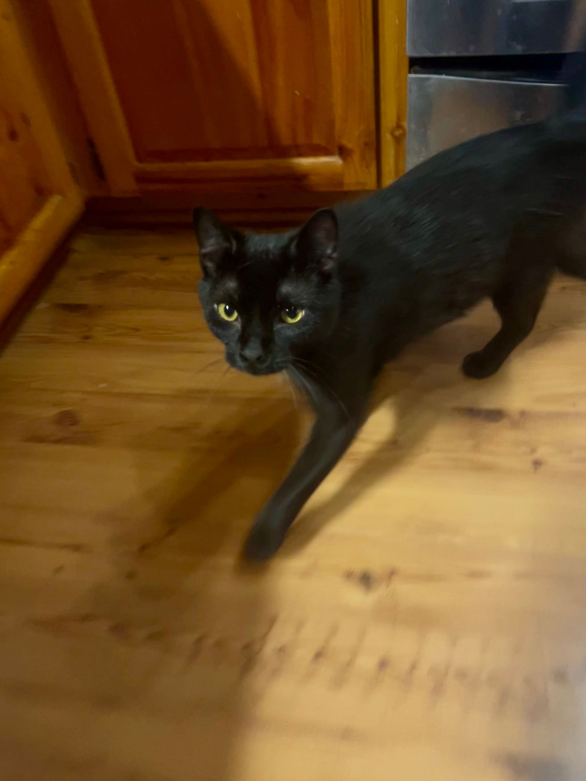Black cat with yellow eyes on a wood floor. It is walking toward the camera in a kitchen.