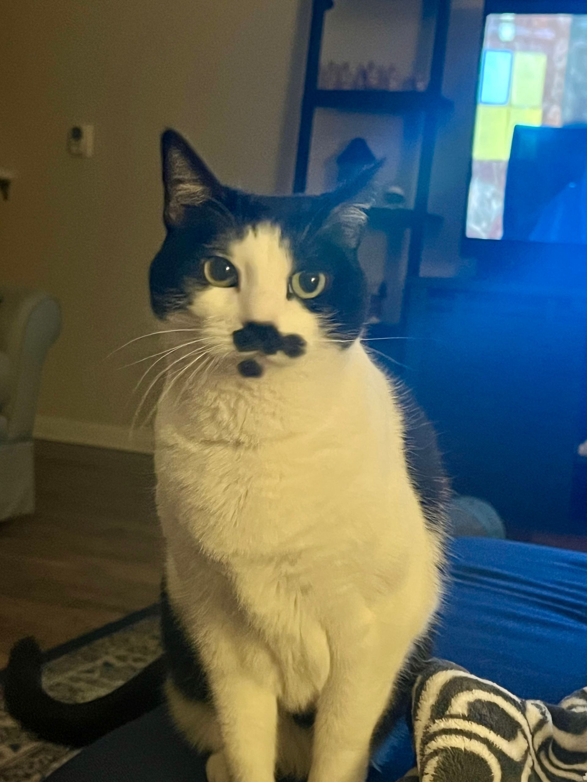 Tuxedo cat with a black mustache sits, looking forward. Indoors, on someone's lap.