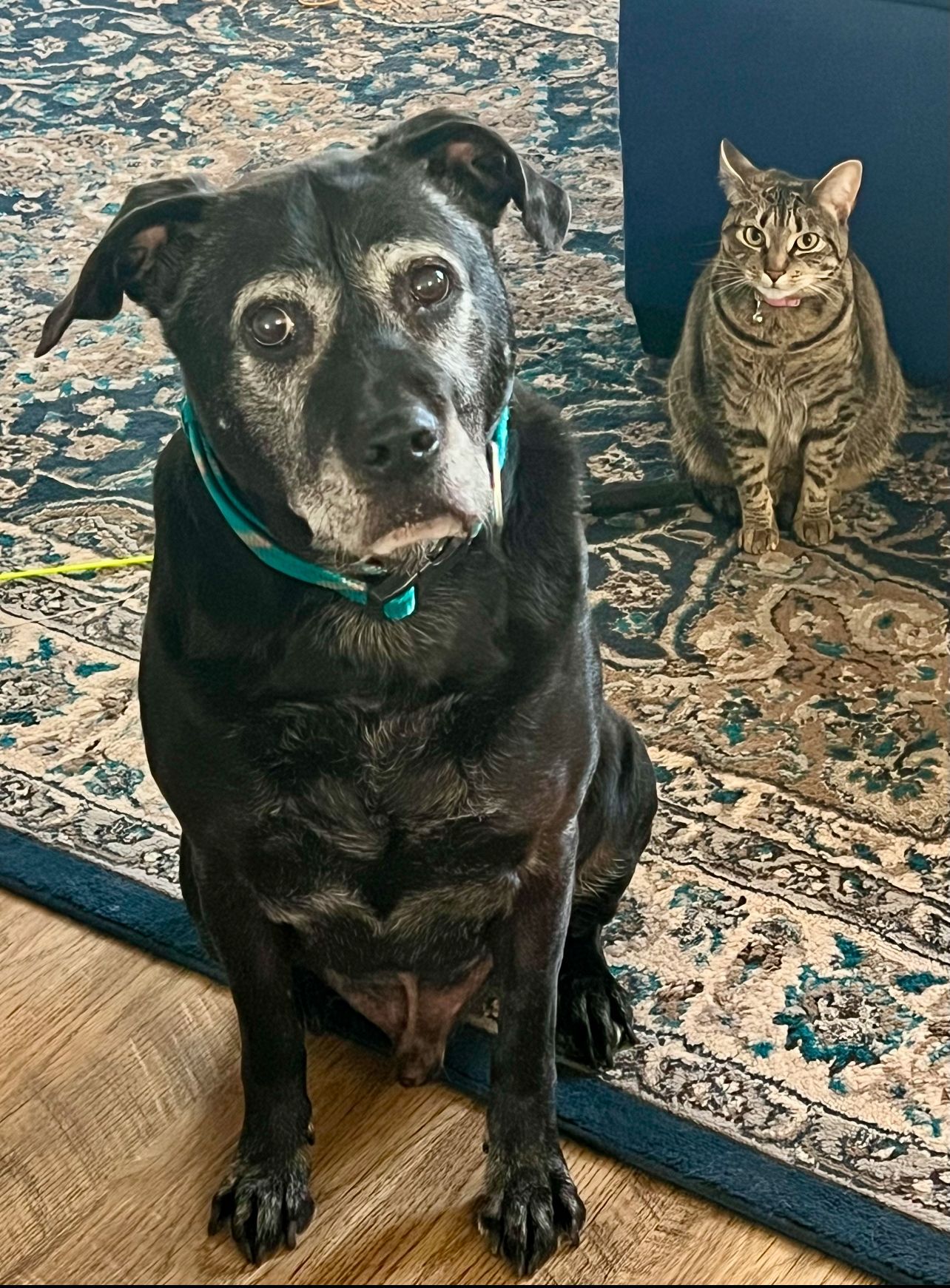 Black dog with gray muzzle and tabby cat sitting on patterned rug.