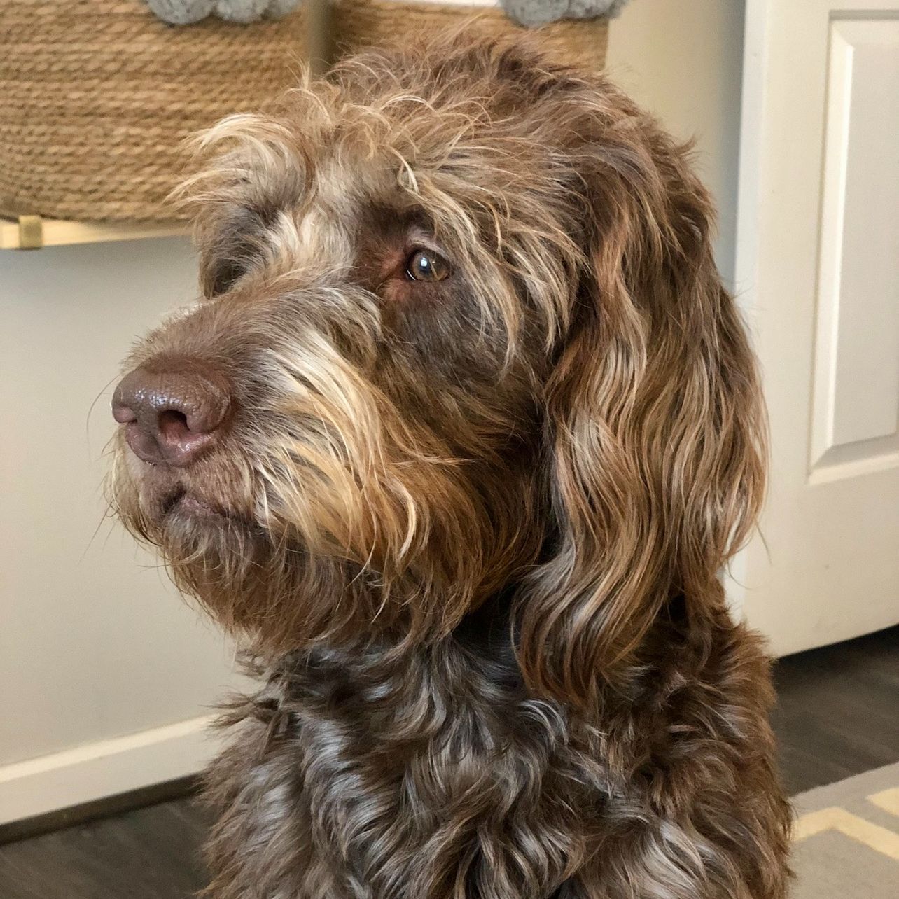 Brown, curly-haired dog looking to the left; neutral expression, light brown fur, indoors.