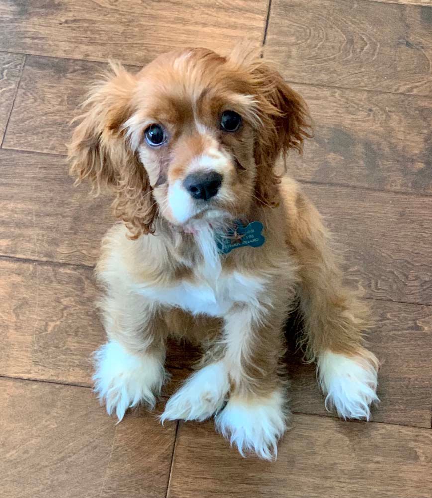 Golden Cocker Spaniel puppy with a blue bow tie sitting on a wooden floor.