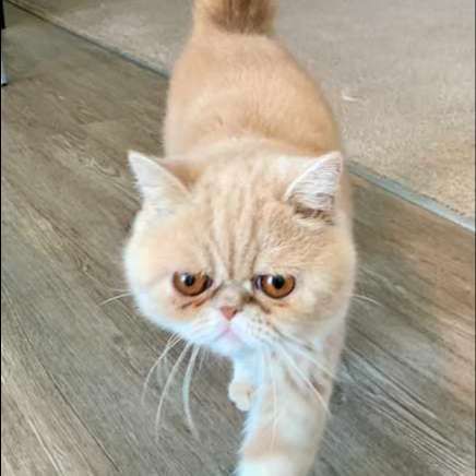 Orange Exotic Shorthair cat with a grumpy expression walking on wood floor.
