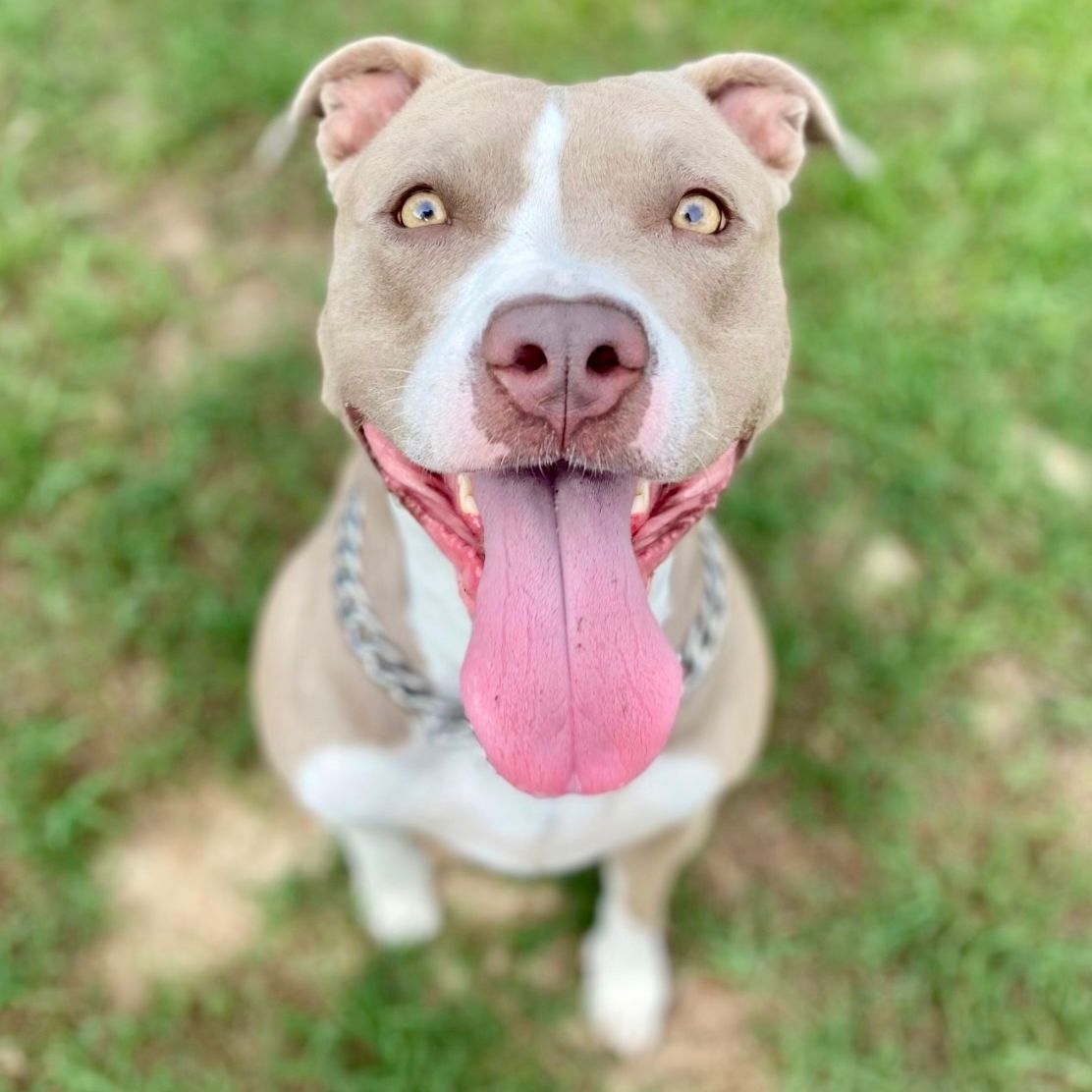 Happy pit bull with pink tongue panting, sitting in grass.