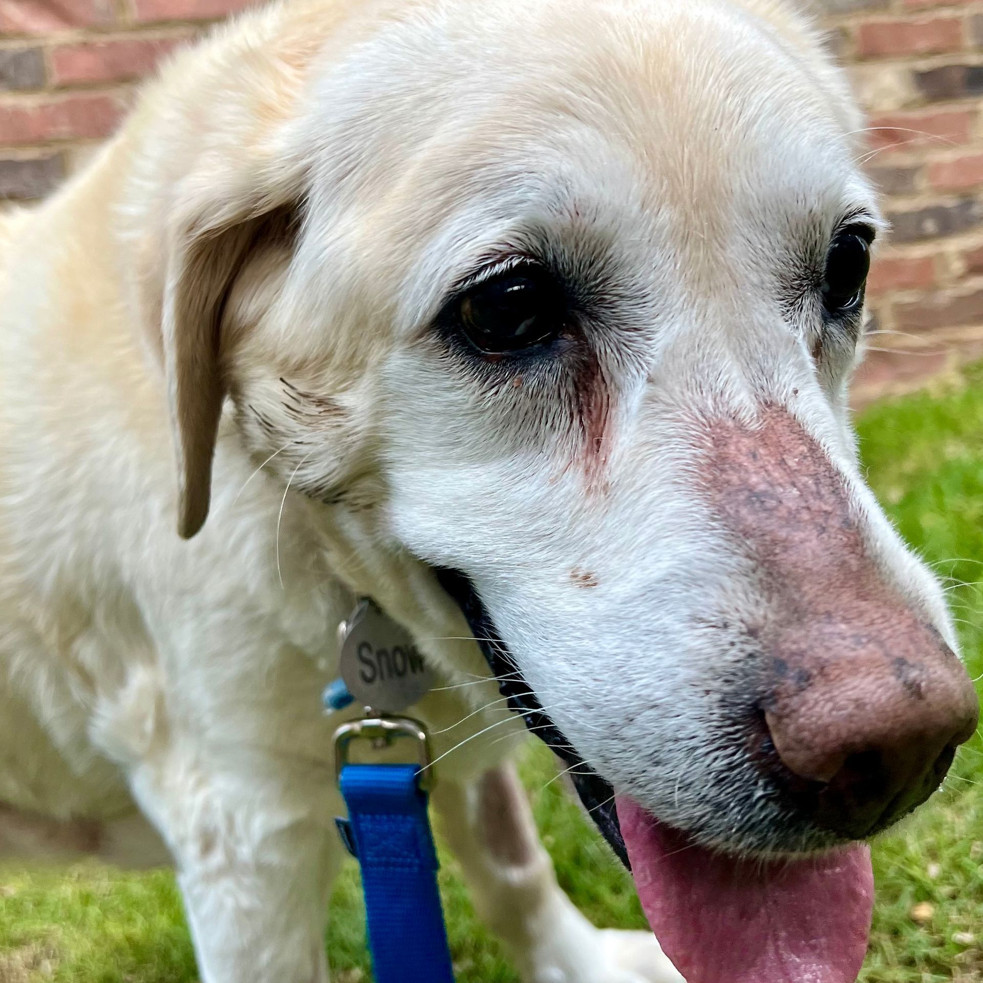 Yellow Labrador dog, 