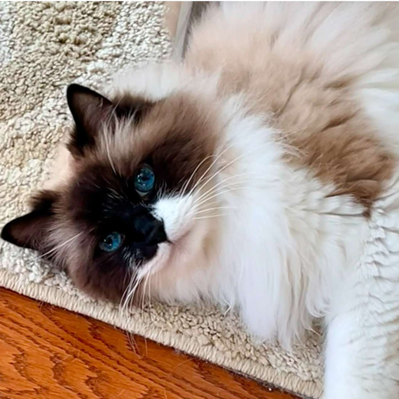 Ragdoll cat with striking blue eyes, lying on a rug with a wood floor, looking at the viewer.